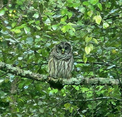Owl
